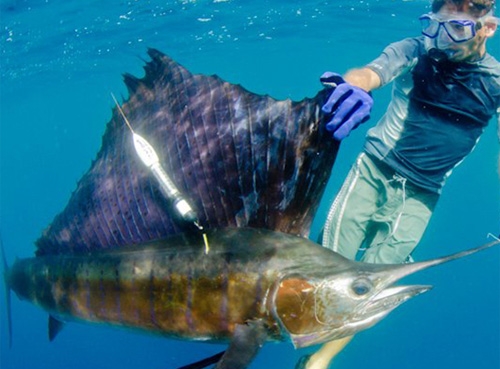 海洋魚類哺乳動物衛星定位系統