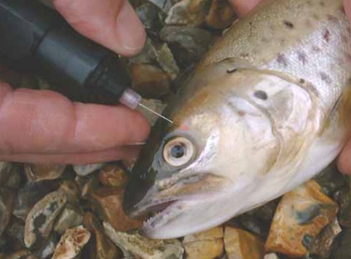 VIE魚類熒光標記 放流標記